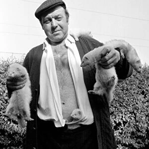 Mr Robinson pictured with his pet Ferrets. May 1975