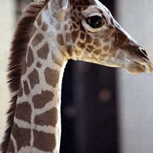 New born baby giraffe Zara at London Zoo June 1984