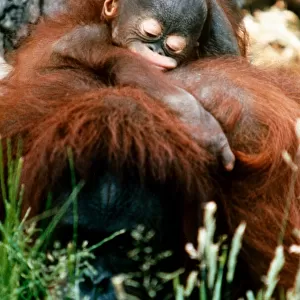 Orang-Utan Lola and baby Jorong at Chester Zoo. November 1995