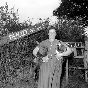 Peacock Farm: Farmers wife with peacocks for sale. 1959