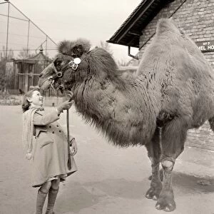 Peggy the Camel at London Zoo Young girl holding camel by reigns