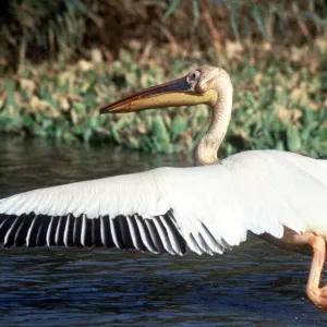 Senegal Collection: Lakes