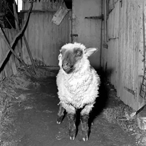 Pet lamb seen here living in the house of her owner. 1960 C34A-001
