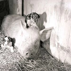 Pig adopts puppies Mother pig and piglet with baby dogs September 1956