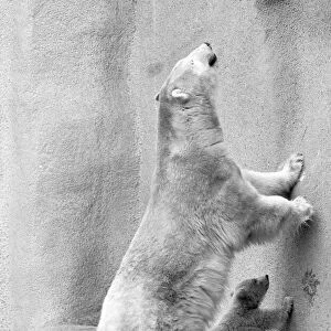 Pipaluk the polar bear cub ventures out of his private den on to the Mappin Terraces