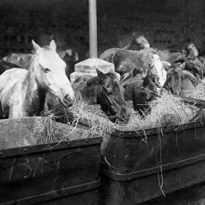 Pit Poines holiday. Some of the liberated ponies enjoying their mid-day meal of hay