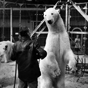 A Polar Bear peforming at the circus. April 1965
