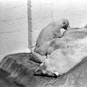 Polar Bears at Bristol Zoo. April 1975 75-2068-023