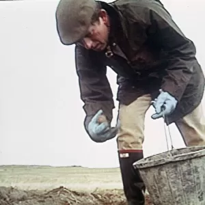 Prince Charles picking potatoes with bucket 1992