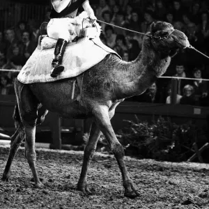 Prince of Wales rides camel at London Olympia in December 1979