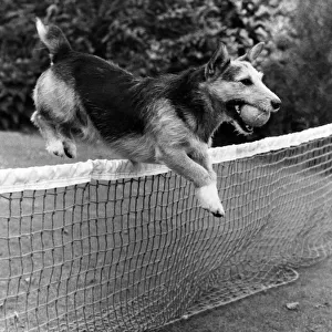 Rats in Retirement: At Play and having a ball in retirement. September 1980 P006444