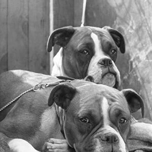 Two sad looking Boxer dogs