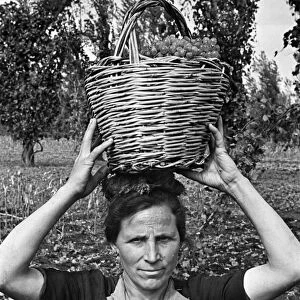 Scenes in Naples, southern Italy showing a local woman with a basket full of grapes which