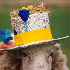 A sheep wearing its Easter bonnet