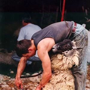 A Sheepshearer hard at work removing all the wool neatly from the sheep