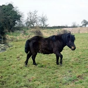 A Shetland Pony in the fields 1968 animal animals horse horses black