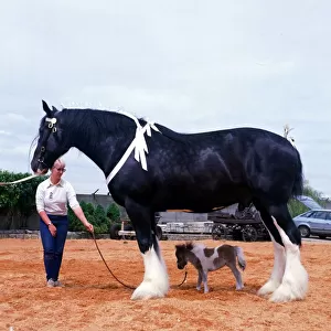 Shire horse Goliath meets miniature horse Bluebell June 1985 animal