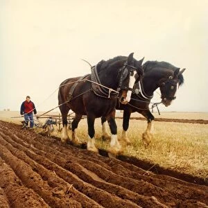 Two Shire horses ploughing a field in the old fashioned way