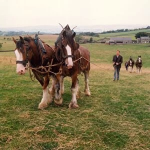 Shire horses being trained on a farm