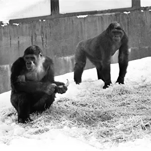 Two Silverback Gorillas in their enclosure at Twycross Zoo. 14th January 1982