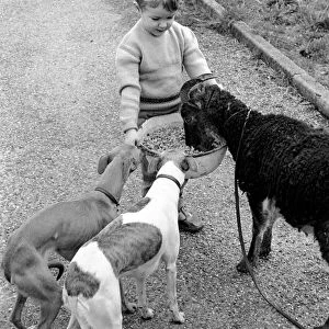 Small boy feeding goat. 1960 C79-001