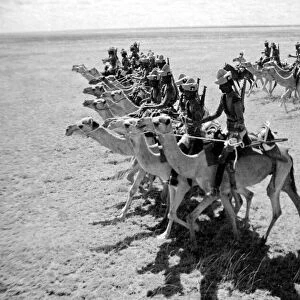Somaliland Camel Corps in formation
