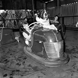 St. Bernard dog in dodgem Car. September 1953 D5783-001