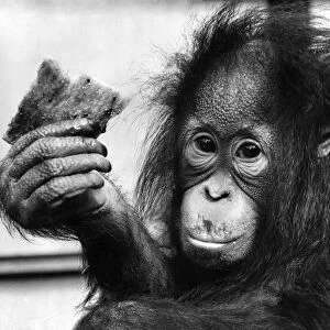 Suka, the 13 month old orang utan baby, not bothered very much about banana shortge