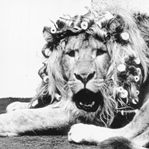 Sullivan the lion with his mane in curlers before appearing in a televison commercial for