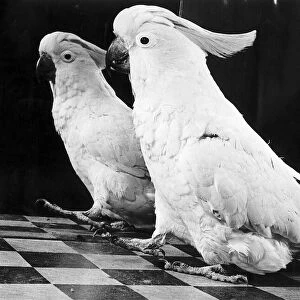 Sulphur crested Cockatoo looking in mirror 1953