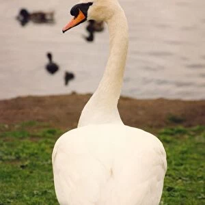 This swan is posing for the camera on the banks of Killingworth lake