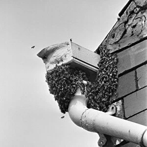 A swarm of bees at the top of some guttering outside "Yasmin s"shop