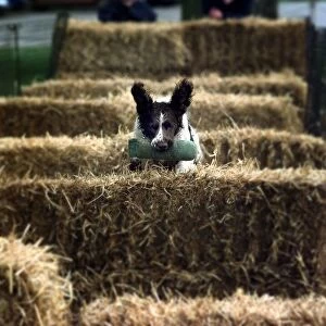 Tash, a two year old Springer Spaniel jumps over hay bales during the obstacle round of