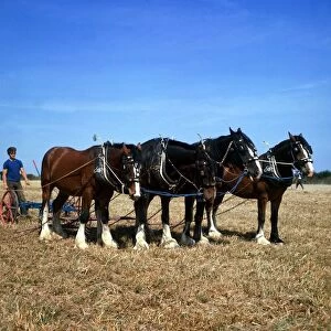 team of four shire horses at work ploughing the fields in Cornwall 1973