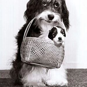 Television star Pippin the dog carries one of her new born pups in a basket