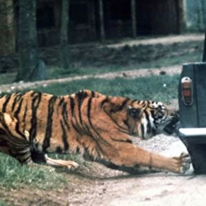 Tiger ripping a truck tyre off at Longleat Safari Park, Wiltshire