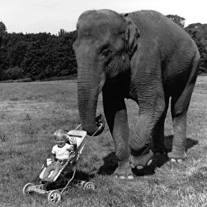 Toddler Danny Raven sitting in his pushchair with Rani the Elephant
