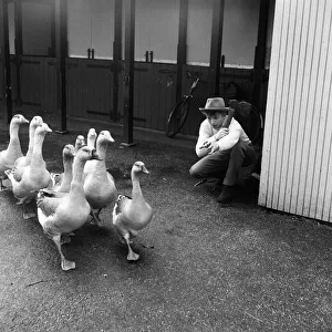 Tommy Steele, who is to appear in Panto, has fun with some geese in Battersea Park