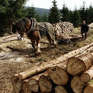 Tony Doye using a Horse to transport Logs