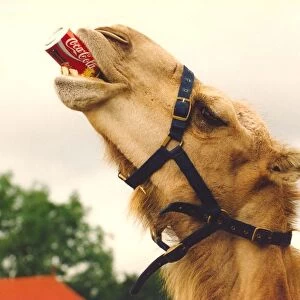 Topsy the camel enjoying a can of coke