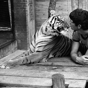 Trainee zoo keeper Keith Farrell August 1981 face to face with a tiger