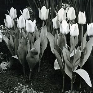 Tulips in full bloom March 1959