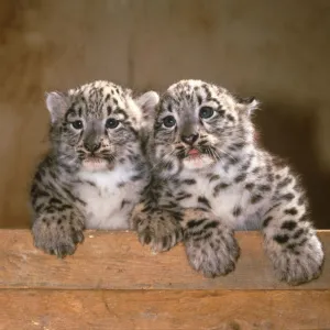 Twin baby Snow Leopard cubs Eva and Becker Marwell Zoo