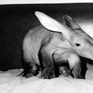 Unloved... Abigail the aardvark. May 1988 P006701