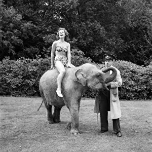 Valli the Elephant with Empress Hall showgirl at Whipsnade Zoo. August 1952 C4028
