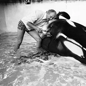 Vet David Taylor with Ramu the killer whale at Windsor Safari Park. May 1976