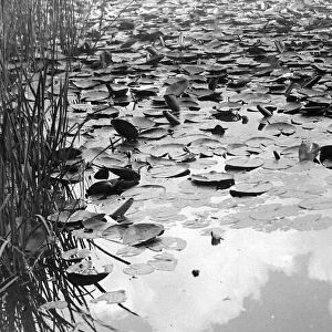 Water lillies near Battle in Sussex 1922 Alf 66