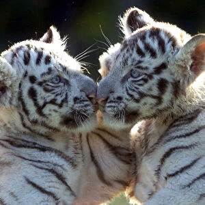 White Tiger cubs at the West Midland Safari Park, Bewdley
