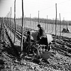 A worker on a hop farm in Sussex. Circa 1935