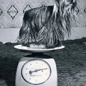 Two year old Yorkshire Terrier weighs in at only 2lbs
